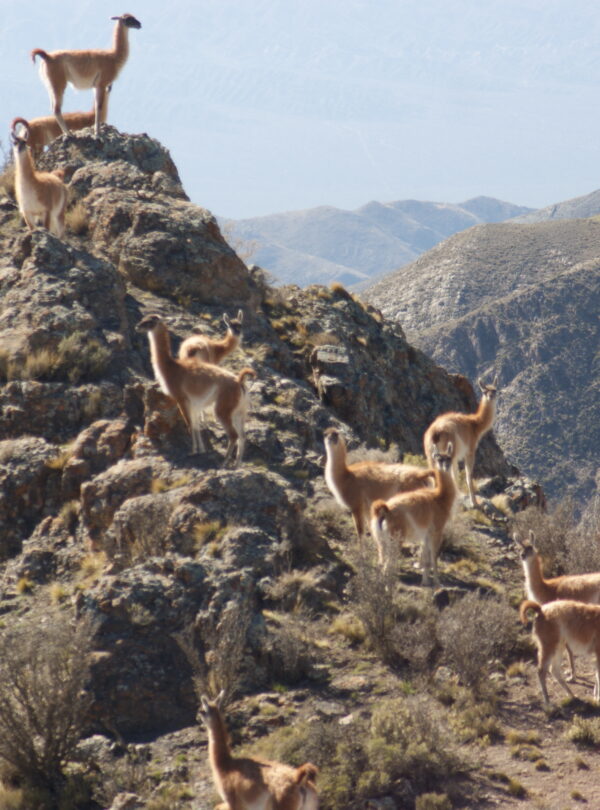 Guanacos en la Reserva Natural Villavicencio, fauna autóctona de la precordillera mendocina